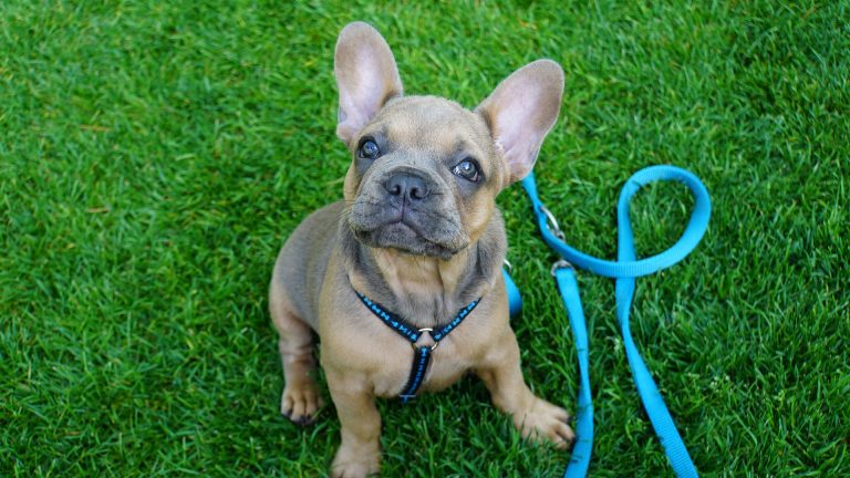stop pulling - loose leash, Hund zieht - bald nicht mehr