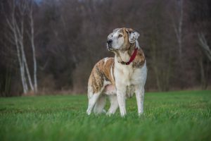 grunderziehung hund