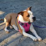 Staffie entspannt an der Leine