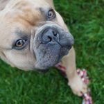 french-bulldog-toy