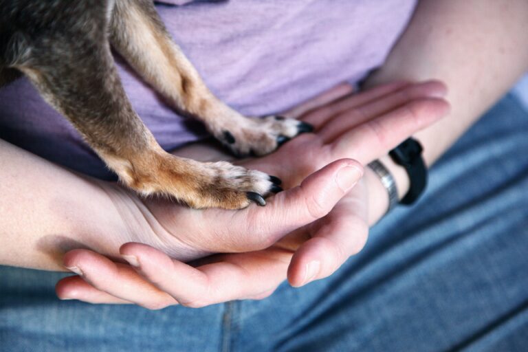 Selbstbewusster Hund – Bindung und Vertrauen in 12 Monaten