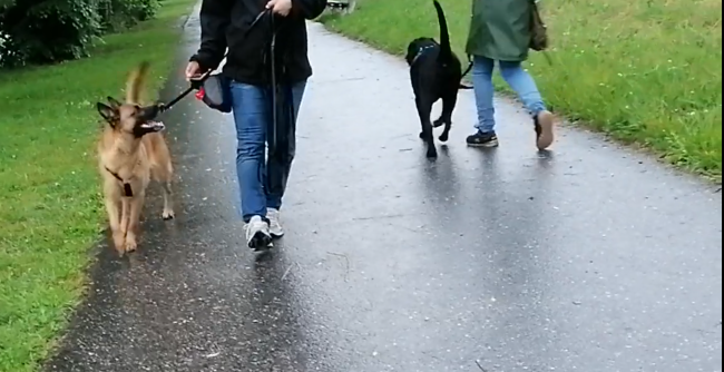Hundebegegnung